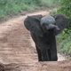 Imagen para el artículo titulado El increíble momento en que un hombre salva la vida de un bebé elefante con un CPR